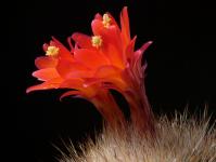 Thumbnail of 1159_Matucana haynei grandiflora_20150529_02(1).JPG
